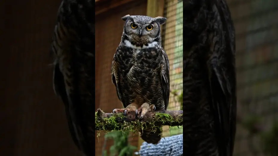 Watch film Wildwood — Finding Inspiration at the Bird Alliance of Oregon