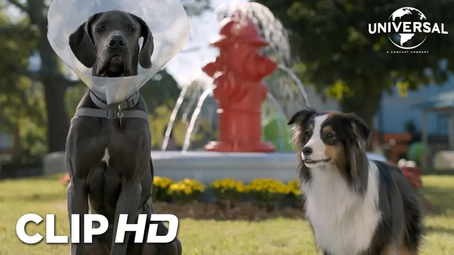 Watch film Strays — Clip - Bug y Reggie en el parque