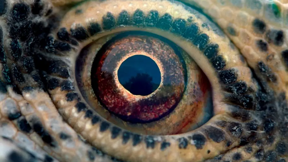 Watch film Voyage of Time: Life's Journey — Путешествие времени — Русский трейлер (Дубляж, 2017)