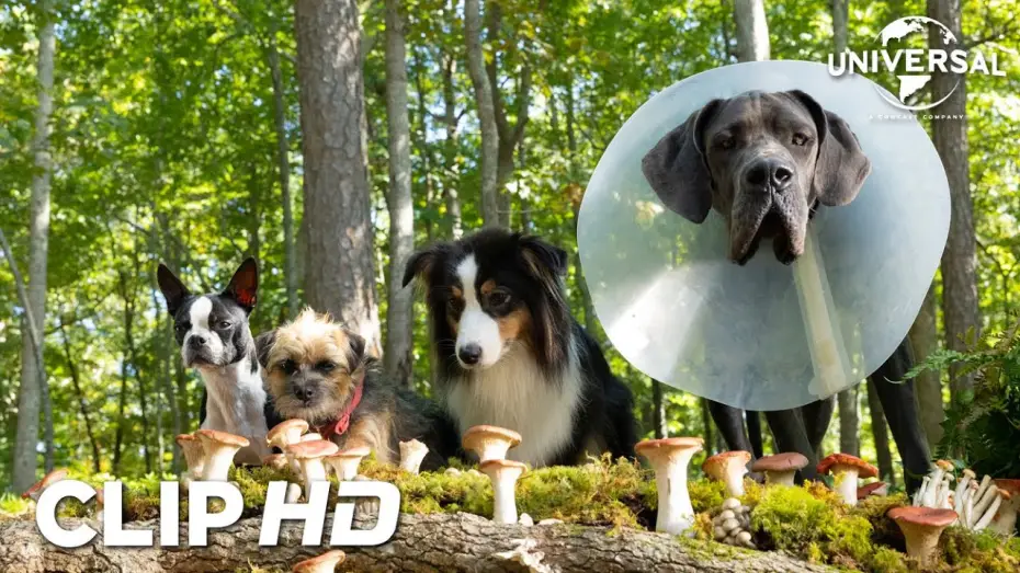 Watch film Strays — Clip - Setas mágicas