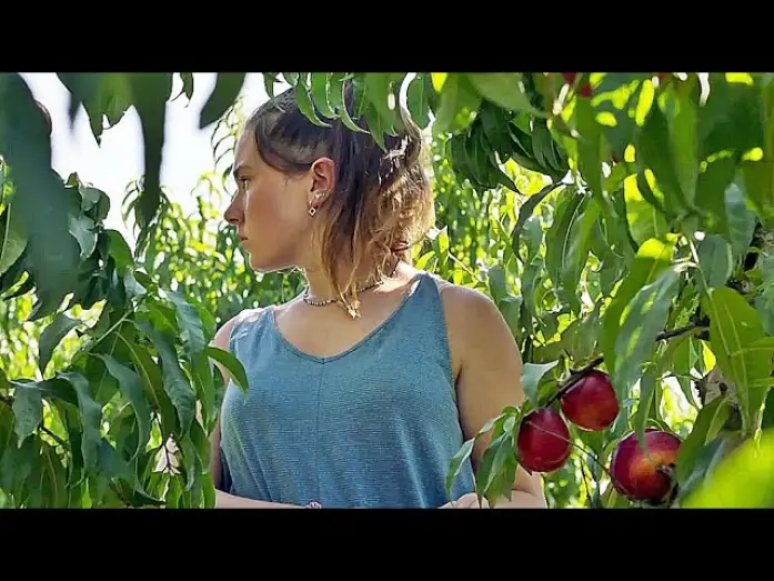 Watch film Alcarràs — ALCARRÀS - DIE LETZTE ERNTE | Trailer deutsch german [HD]