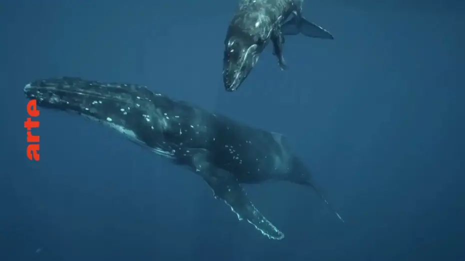 Watch film Antarctica: The Frozen Time — Les metamorphoses du continent blanc ARTE
