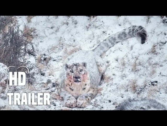 Watch film The Velvet Queen — DER SCHNEELEOPARD Trailer German Deutsch (2022)