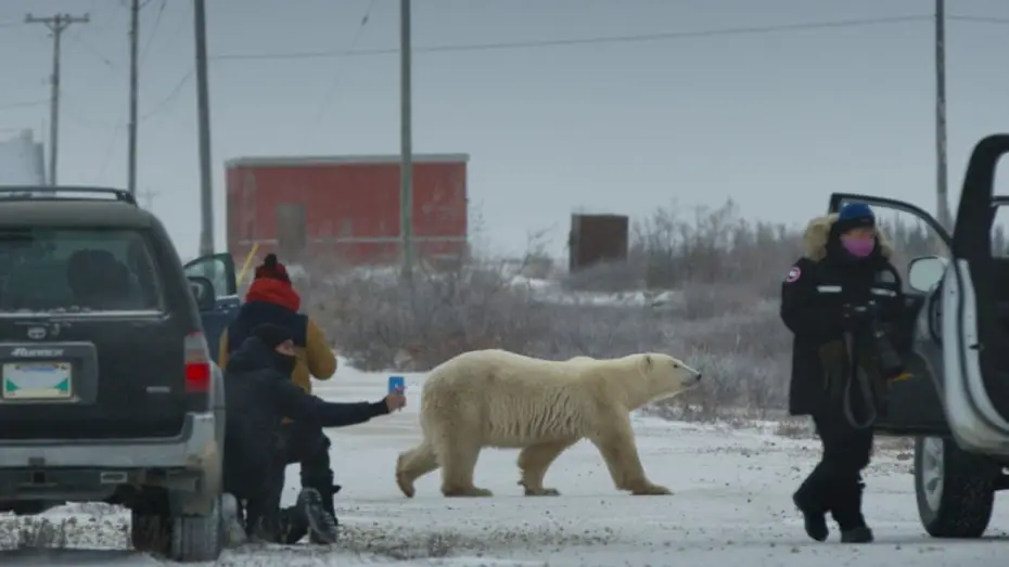 Watch film Nuisance Bear — Nuisance Bear // Official Trailer