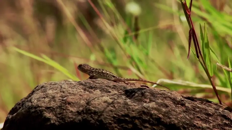 Watch film Guachimontones, los límites del hombre y la naturaleza. — Guachimontones. Los límites del hombre y la naturaleza: Tráiler #2