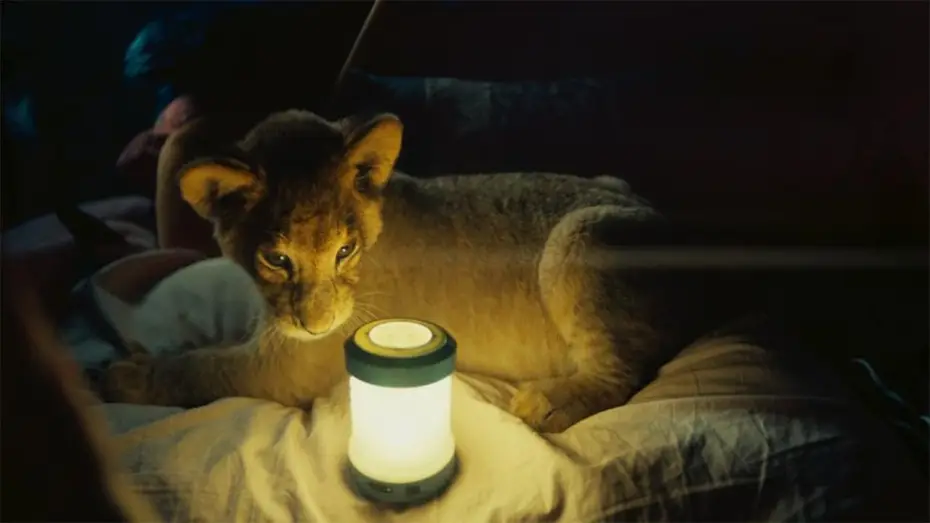 Watch film King — King, mi pequeño rey - Trailer español
