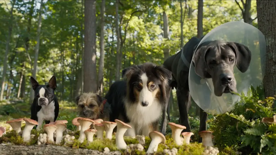 Watch film Strays — Doggy Style | Secondo Trailer Ufficiale