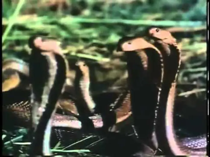 Watch film Zuma — Zuma (1985)- Trailer Inglés