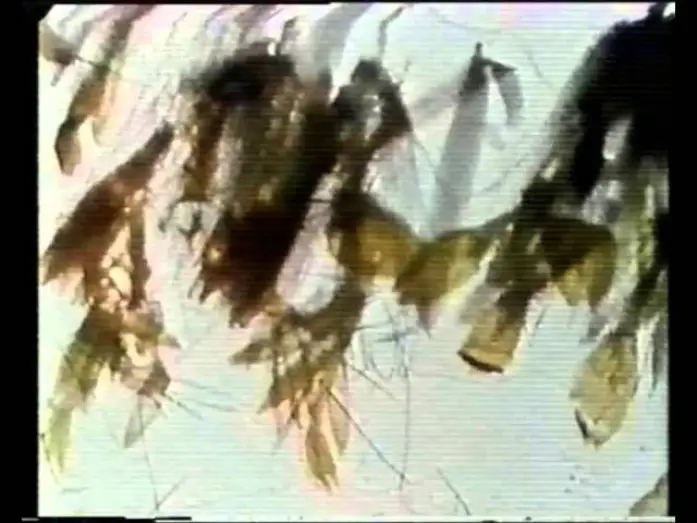 Watch film Mothlight — Mothlight - Stan Brakhage [1963]