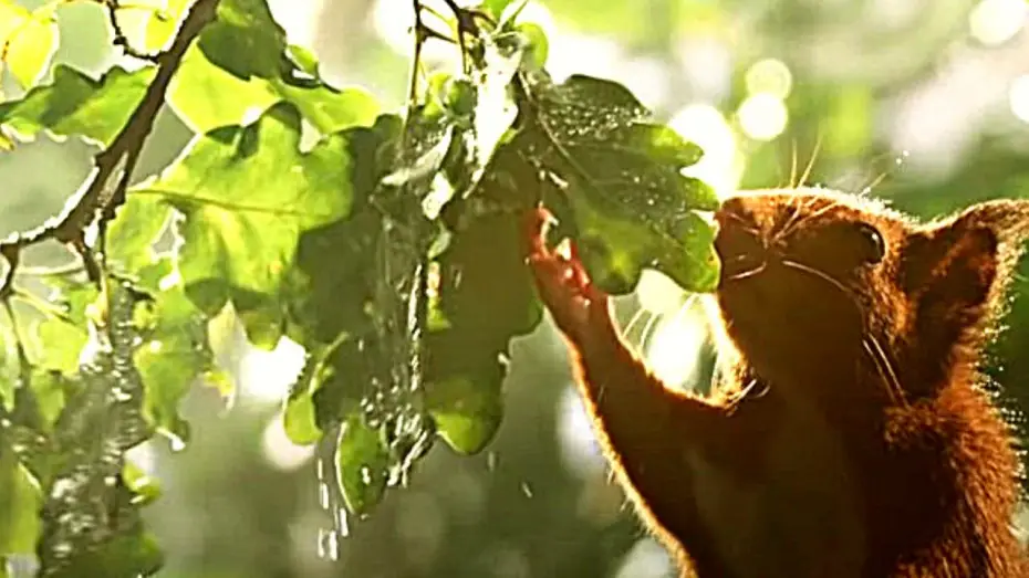 Watch film Heart of an Oak — LE CHÊNE Bande Annonce VF (Aventure, 2021) De Michel Seydoux, Laurent Charbonnier.