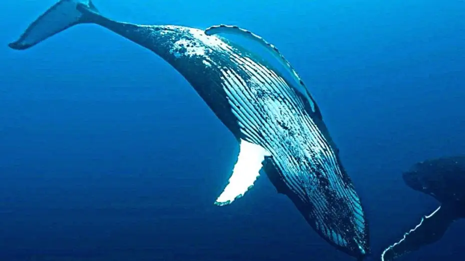 Watch film Whale Nation — LES GARDIENNES DE LA PLANÈTE Bande Annonce VF (2023, Documentaire) Jean-Albert Lièvre