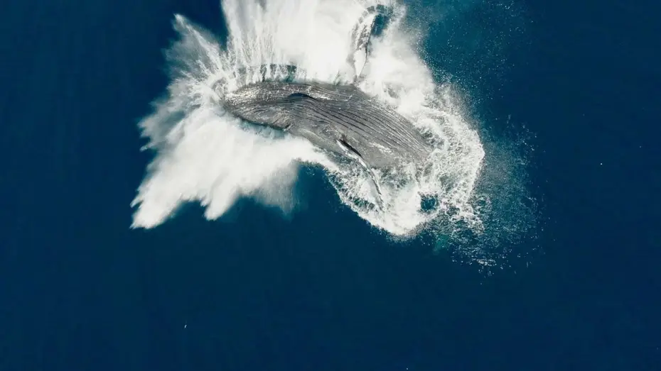 Watch film Whale Nation — Las guardianas del planeta - Tráiler español