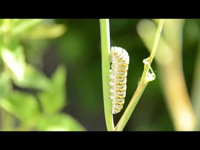 Watch film Plants — Plants Trailer