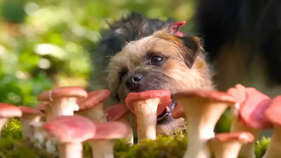 Watch film Strays — Doggy Style | Dal 14 settembre al cinema