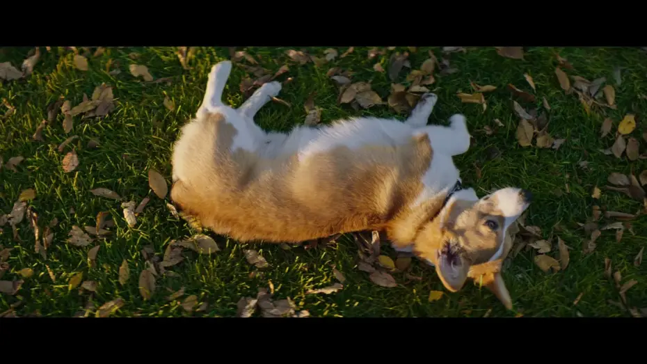 Watch film A Dog's Purpose | MES VIES DE CHIENS - Extrait - " Coup de foudre " - VF