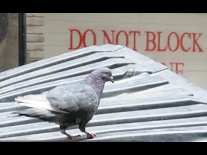 Watch film Save the Pigeons — SAVE THE PIGEONS