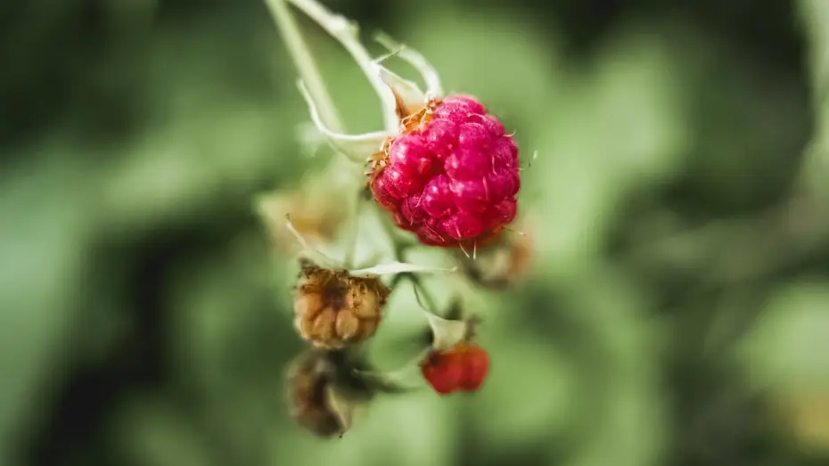 Watch film Vulvitis | What is vulvitis? | Patient Explainers