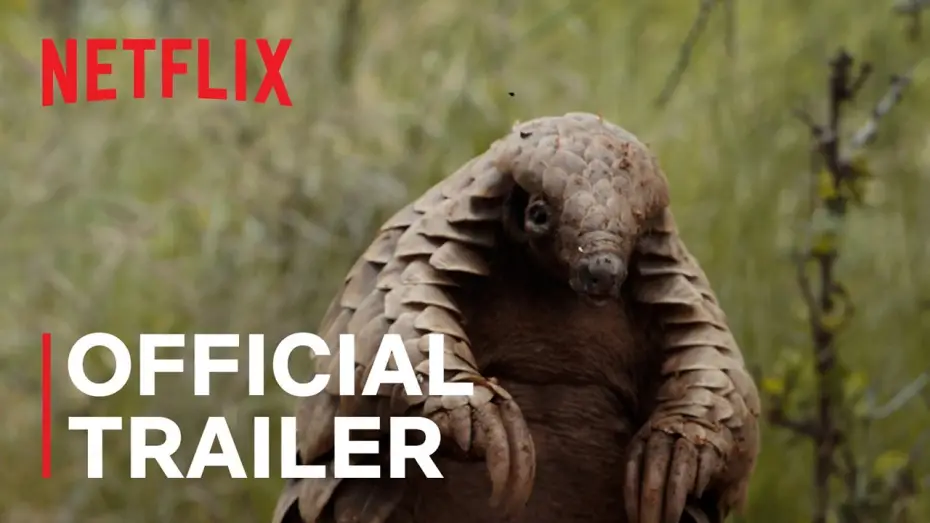 Watch film Pangolin: Kulu's Journey | Official Trailer