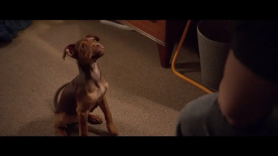 Watch film A Dog's Way Home | Un Viaggio a Quattro Zampe - Trailer ufficiale | Dal 14 marzo al cinema