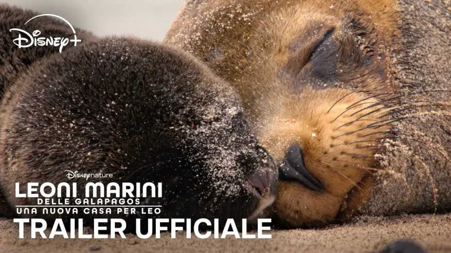 Watch film Sea Lions of the Galapagos | Leoni Marini delle Galapagos | Trailer Ufficiale | Dal 22 Aprile su Disney+