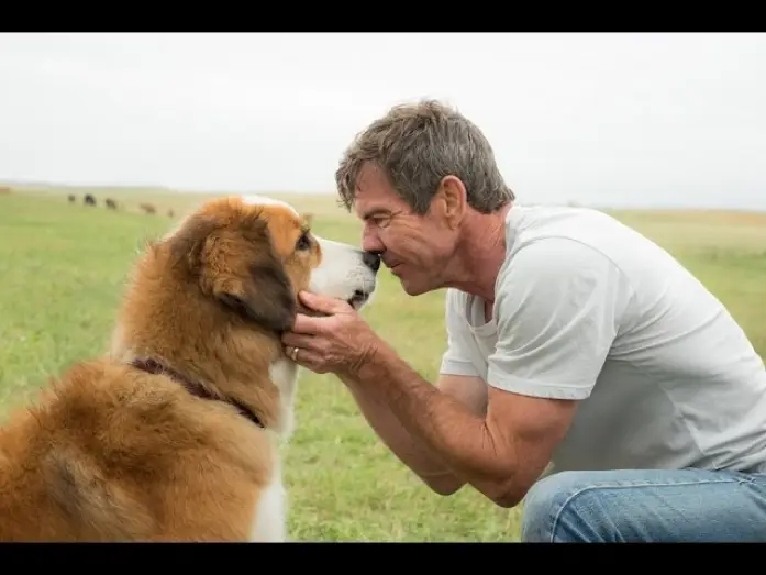 Watch film A Dog's Purpose | BAILEY &ndash; EIN FREUND F&Uuml;RS LEBEN - offizieller Trailer