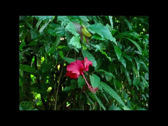 Watch film Hair, Paper, Water... | FNC 2025 | Hair, Paper, Water... (Trương Minh Qu&yacute;, Nicolas Graux)
