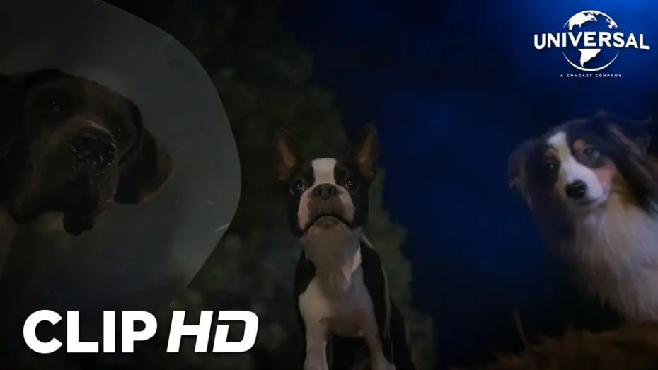 Watch film Strays — Clip - Sin valla