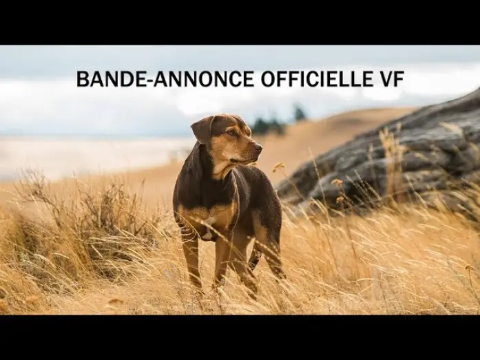 Watch film A Dog's Way Home | L&rsquo;Incroyable Aventure de Bella - Bande Annonce VF