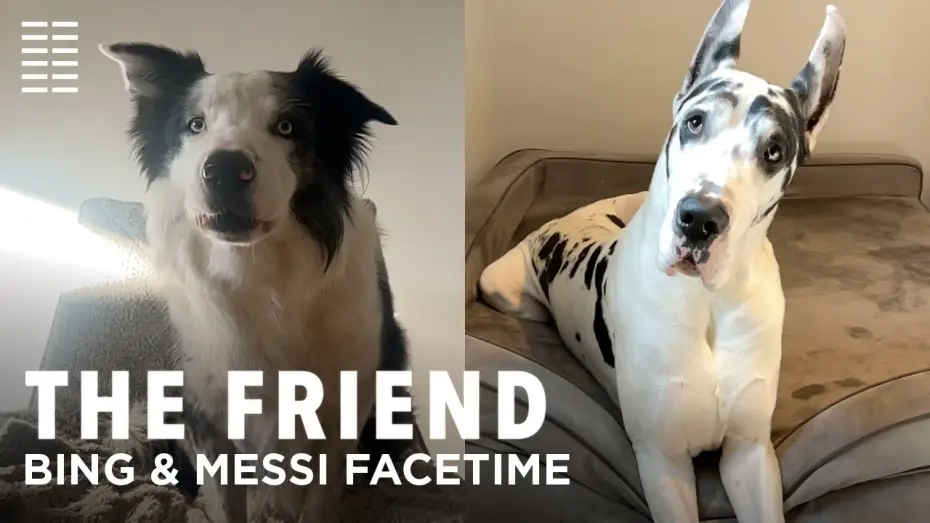 Watch film The Friend | Bing & Messi FaceTime
