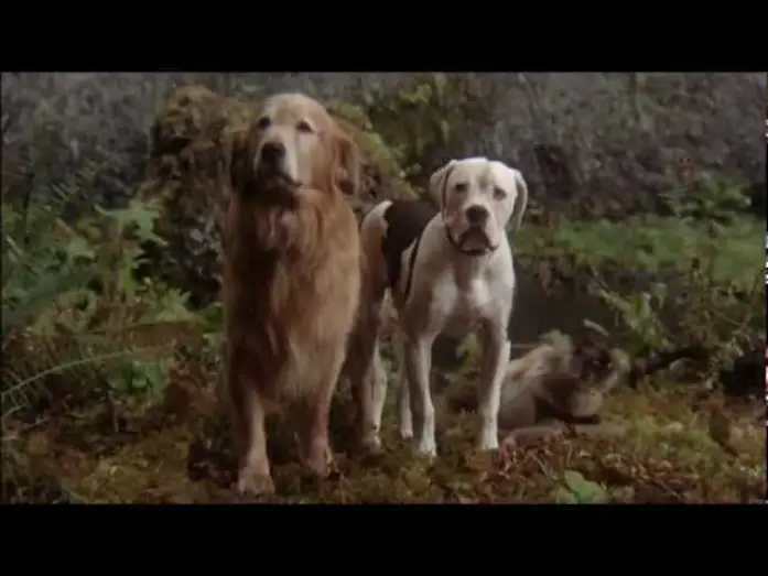 Watch film Homeward Bound: The Incredible Journey | Disney Cinemagic Spain - DE VUELTA A CASA, UN VIAJE INCRE&Iacute;BLE - Promo