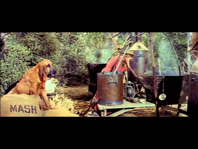 Watch film Kissin' Cousins | Kissin' Cousins (1964)