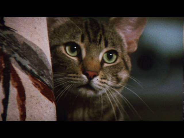 Watch film Cat's Eye | Original Theatrical Trailer