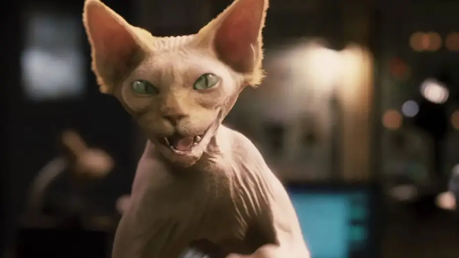 Watch film Cats & Dogs: The Revenge of Kitty Galore | Cats & Dogs - Die Rache der Kitty Kahlohr | Deutscher Trailer HD