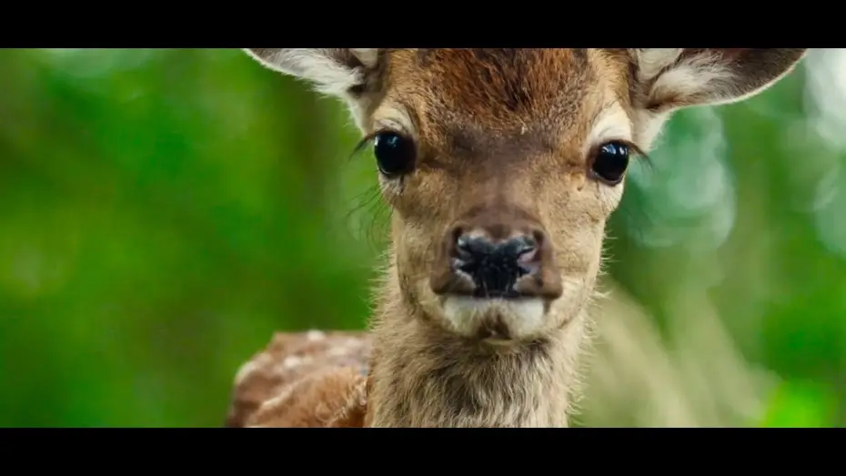 Watch film Bambi: A Tale of Life in the Woods | Bambi : A Tale of Life in the Woods - Trailer (English version)