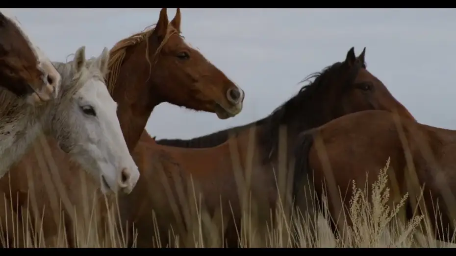 Watch film In the Company of Wolves: An American Journey — In the Company of Wolves - Trailer