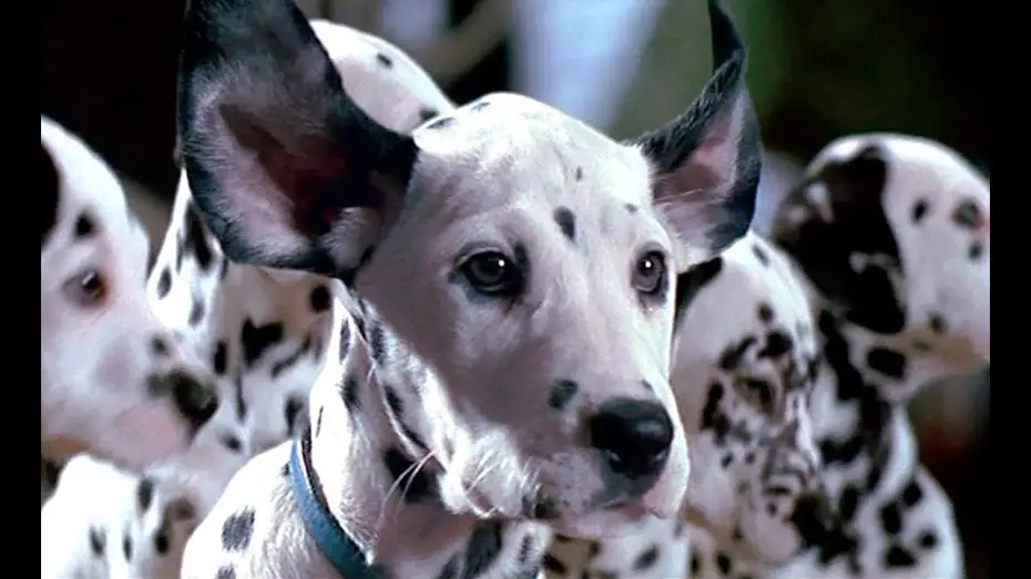 Watch film 101 Dalmatians | 101 D&aacute;lmatas. &iexcl;M&aacute;s vivos que nunca! (Trailer espa&ntilde;ol)