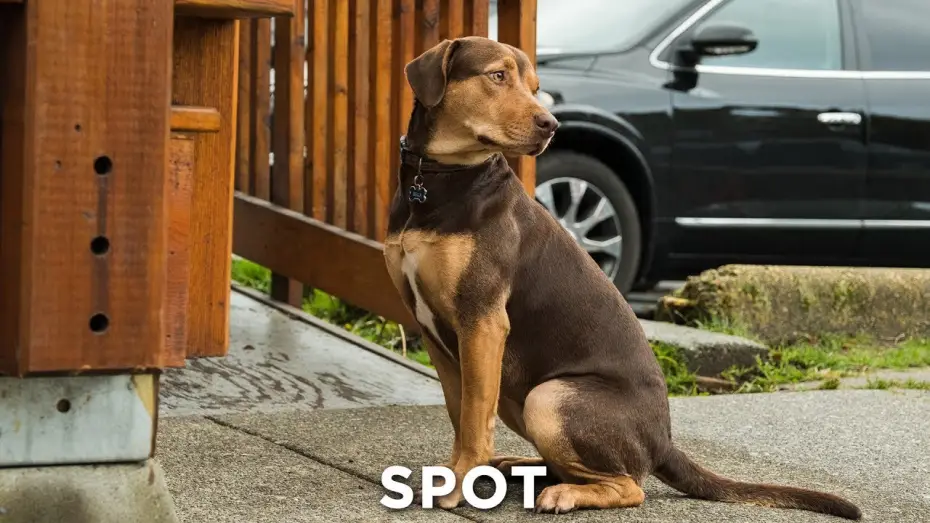 Watch film A Dog's Way Home | DIE UNGLAUBLICHEN ABENTEUER VON BELLA - Home Revised 30" - Ab 24.1.19 im Kino!