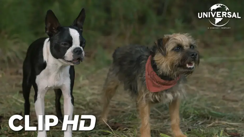 Watch film Strays — Clip - Las reglas de Bug