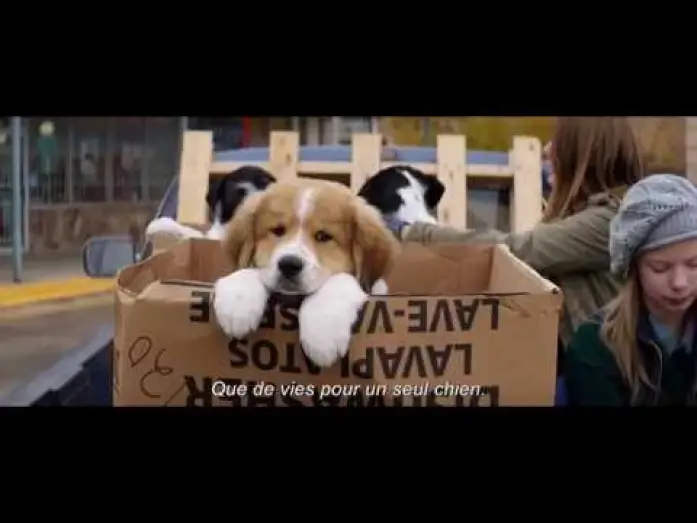 Watch film A Dog's Purpose | MES VIES DE CHIEN - Bande Annonce VOST