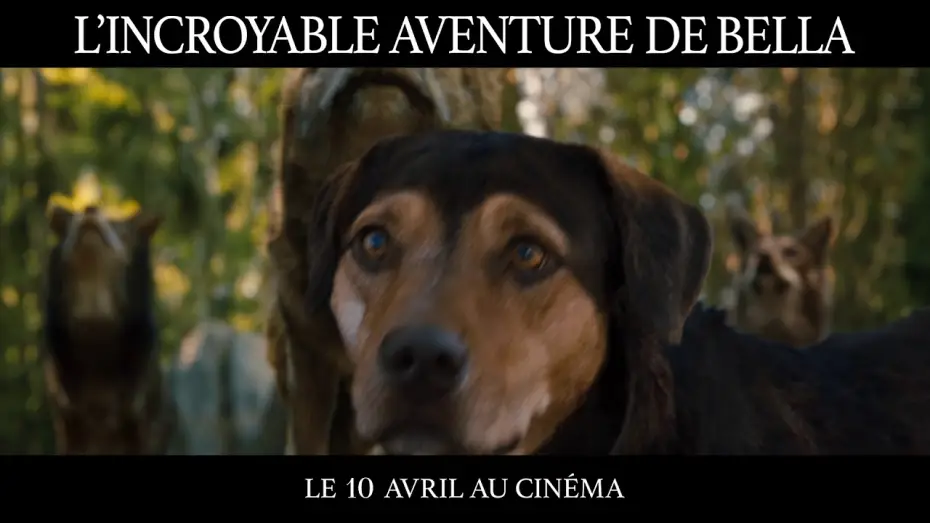 Watch film A Dog's Way Home | L&rsquo;Incroyable Aventure de Bella - TV SPOT "Challenge" VF
