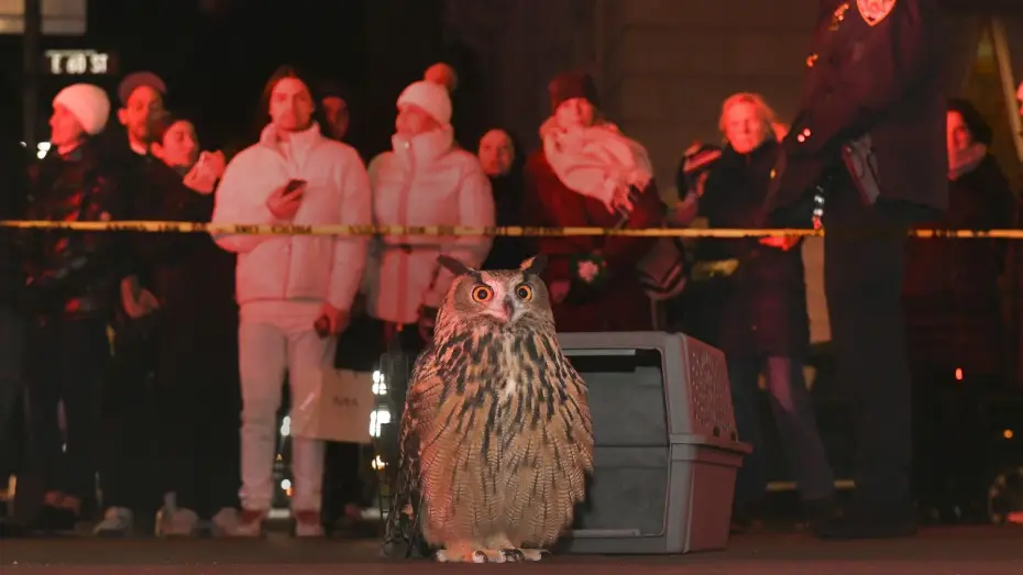 Watch film Wild Inside — WILD INSIDE - Flaco the Owl Documentary - Official Theatrical Trailer - In Theaters July 31st