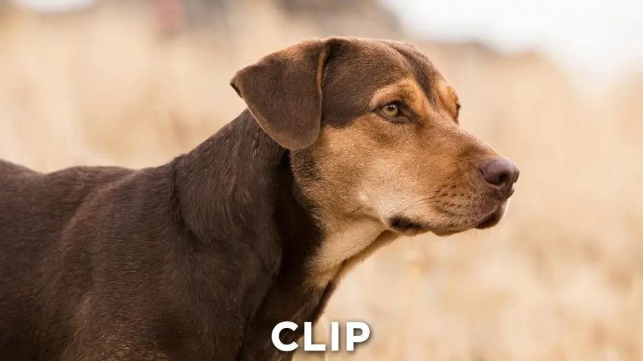 Watch film A Dog's Way Home | DIE UNGLAUBLICHEN ABENTEUER VON BELLA - Clip "Muss zur Arbeit" - Ab 24.1.19 im Kino!