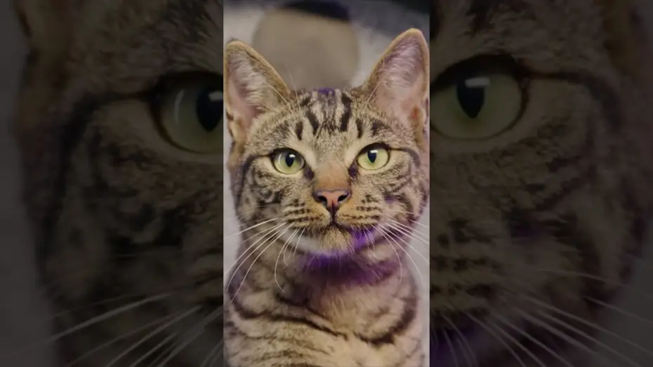 Watch film Gatto — REAL CATS REACT to Pixar's Trailer for Gatto