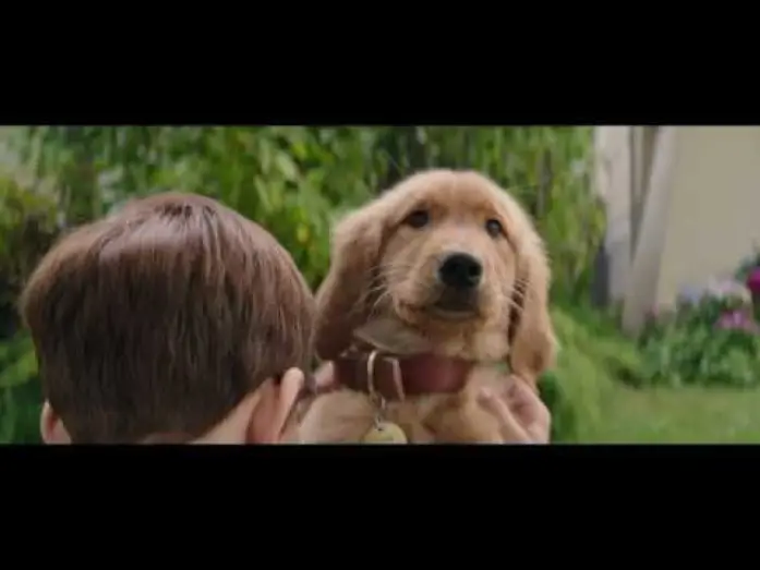 Watch film A Dog's Purpose | MES VIES DE CHIENS - Extrait - "Bailey, Bailey, Bailey" - VF