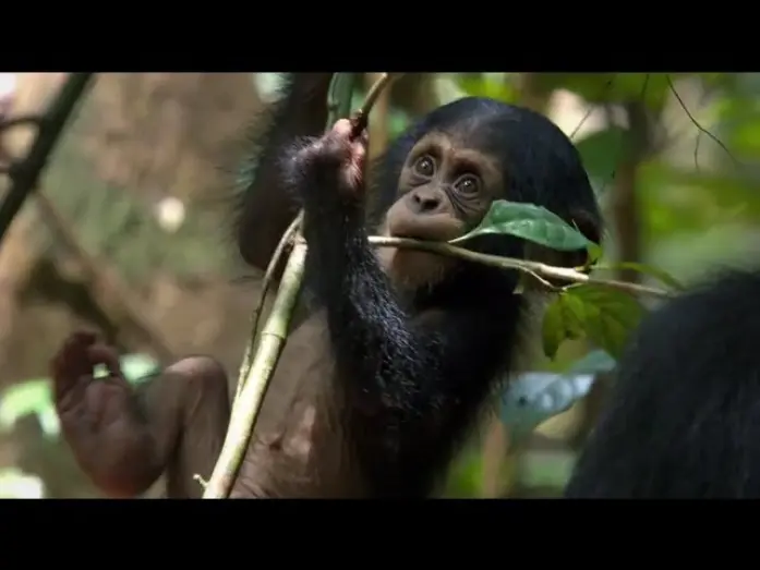 Watch film Chimpanzee | Chimpanzee Official Trailer