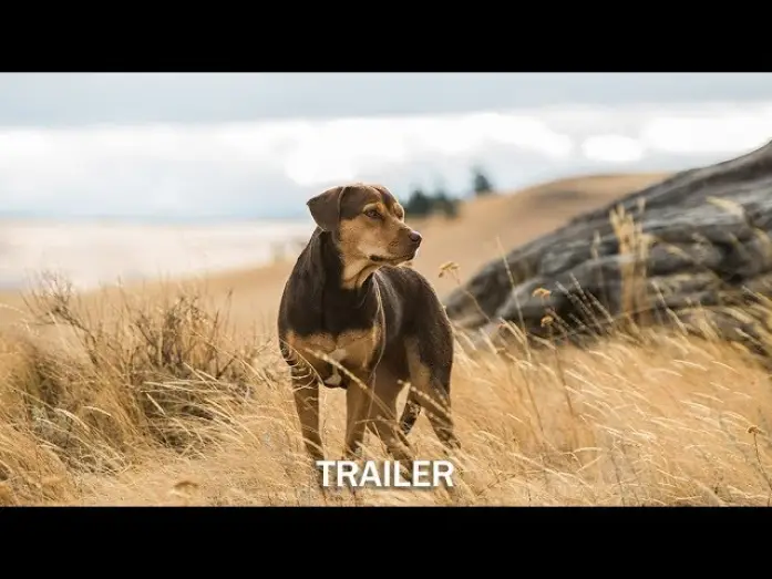 Watch film A Dog's Way Home | DIE UNGLAUBLICHEN ABENTEUER VON BELLA - Trailer - Ab 24.1.19 im Kino!