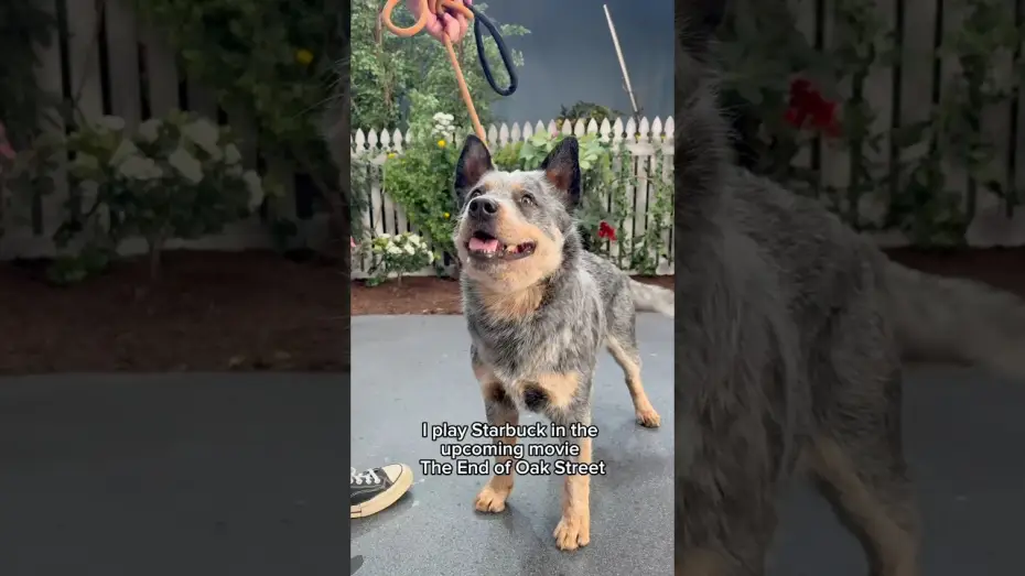 Watch film Flowervale Street | A neighborhood's best friend.