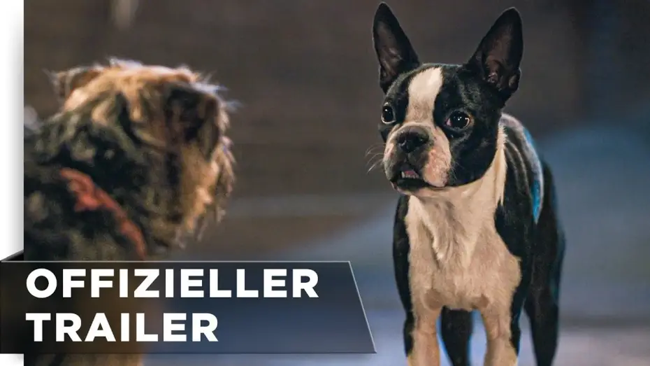 Watch film Strays — Offizieller Green Band Trailer