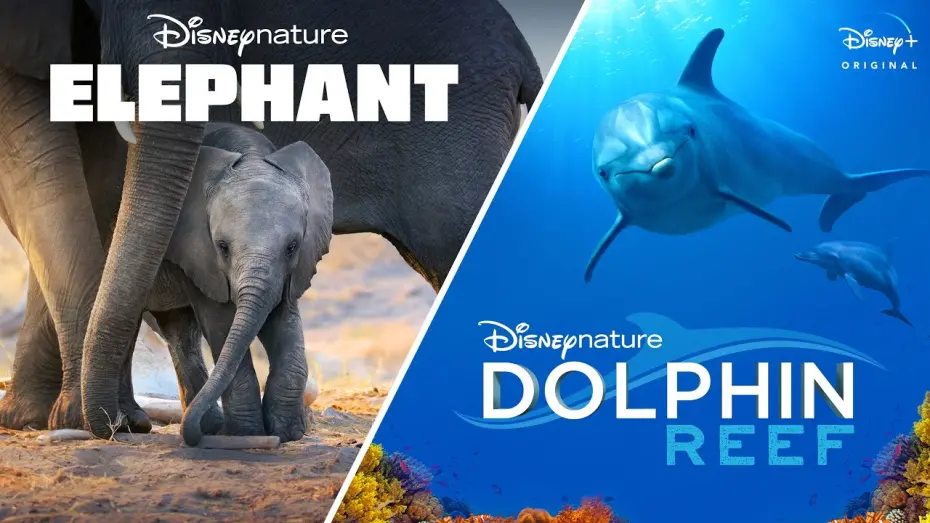 Watch film Elephant | Disneynature&rsquo;s Elephant & Dolphin Reef | Official Trailer | Disney+