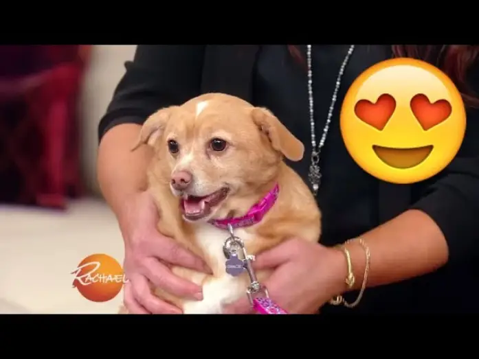 Видео к сериалу Rachael Ray — You HAVE to See This Adorable Pup Makeover! | Rachael Ray Show
